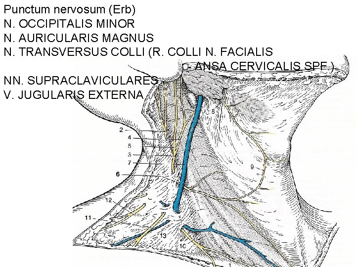 Punctum nervosum (Erb) N. OCCIPITALIS MINOR N. AURICULARIS MAGNUS N. TRANSVERSUS COLLI (R. COLLI