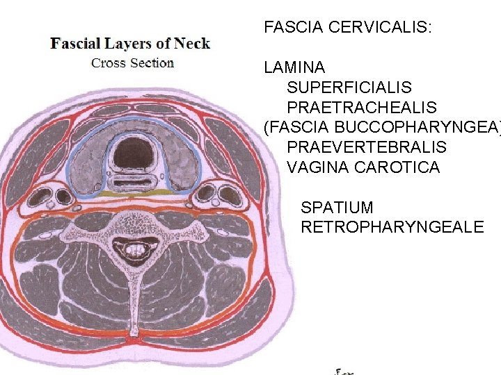 FASCIA CERVICALIS: LAMINA SUPERFICIALIS PRAETRACHEALIS (FASCIA BUCCOPHARYNGEA) PRAEVERTEBRALIS VAGINA CAROTICA SPATIUM RETROPHARYNGEALE 