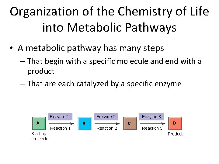Organization of the Chemistry of Life into Metabolic Pathways • A metabolic pathway has
