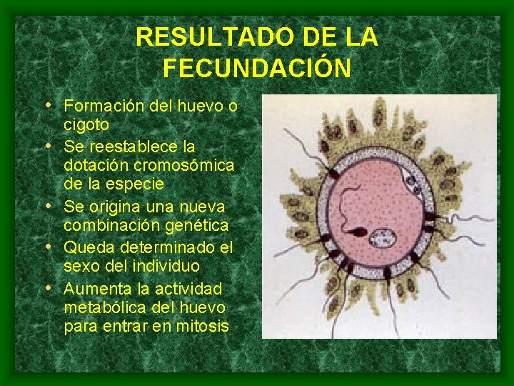 RESULTADO DE LA FECUNDACIÓN • Formación del huevo o • • cigoto Se reestablece