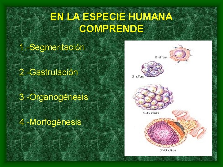 EN LA ESPECIE HUMANA COMPRENDE 1. -Segmentación 2. -Gastrulación 3. -Organogénesis 4. -Morfogénesis 