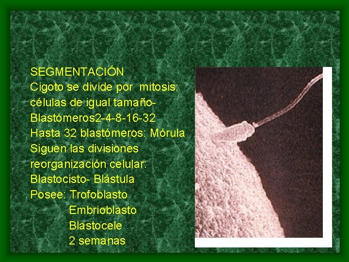 SEGMENTACIÓN Cigoto se divide por mitosis: células de igual tamaño. Blastómeros 2 -4 -8