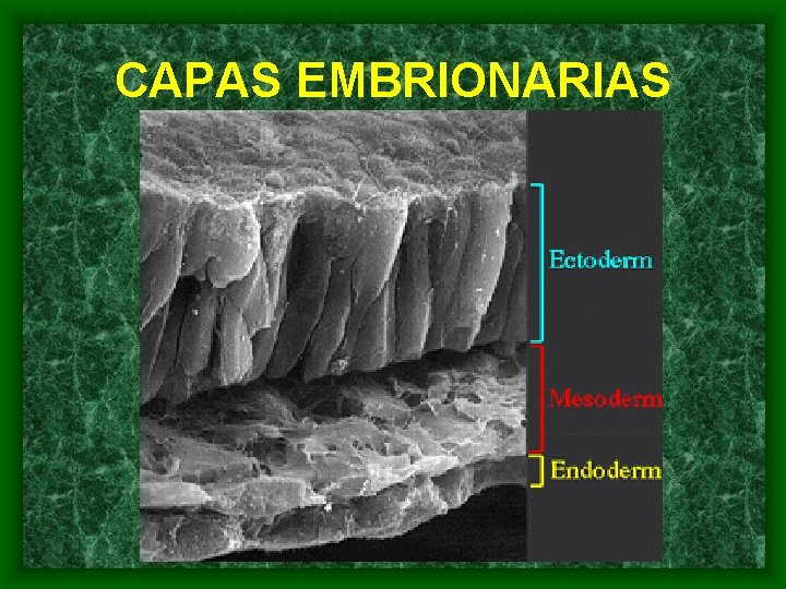 CAPAS EMBRIONARIAS 