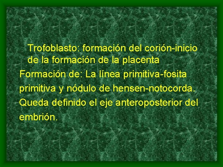 Trofoblasto: formación del corión-inicio de la formación de la placenta Formación de: La línea