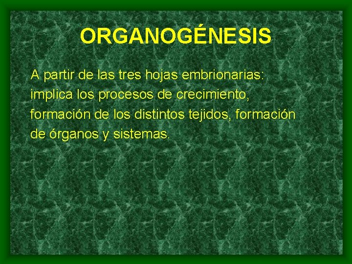 ORGANOGÉNESIS A partir de las tres hojas embrionarias: implica los procesos de crecimiento, formación