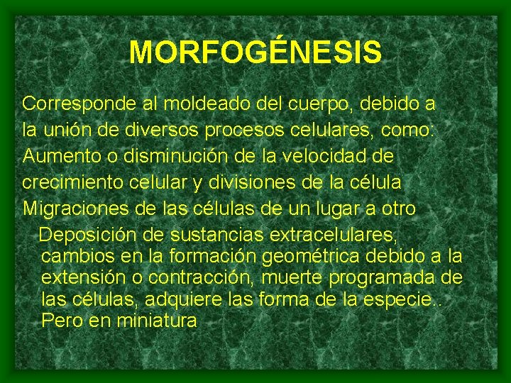 MORFOGÉNESIS Corresponde al moldeado del cuerpo, debido a la unión de diversos procesos celulares,