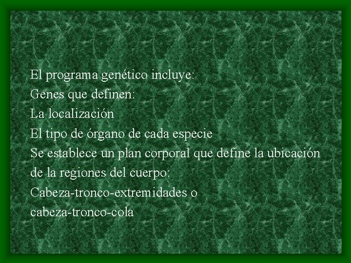 El programa genético incluye: Genes que definen: La localización El tipo de órgano de