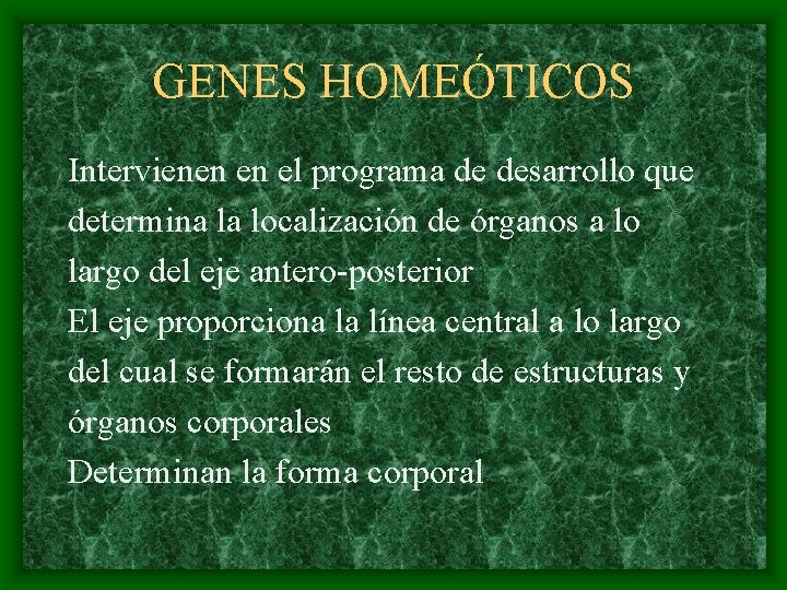 GENES HOMEÓTICOS Intervienen en el programa de desarrollo que determina la localización de órganos