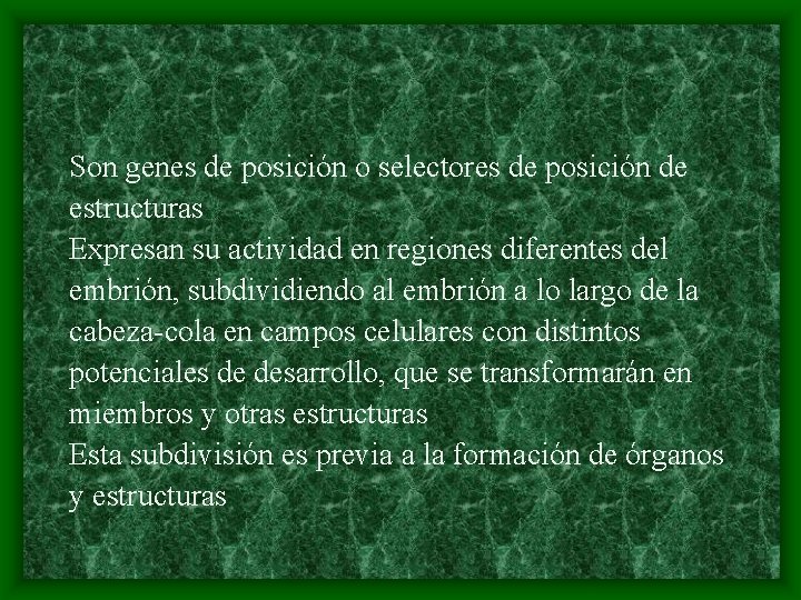 Son genes de posición o selectores de posición de estructuras Expresan su actividad en