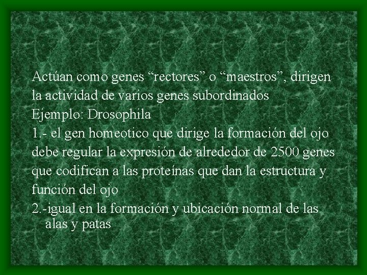 Actúan como genes “rectores” o “maestros”, dirigen la actividad de varios genes subordinados Ejemplo: