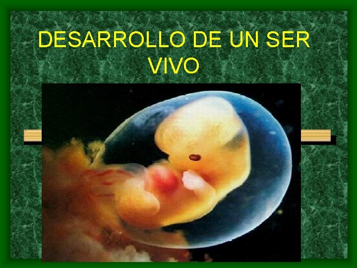 DESARROLLO DE UN SER VIVO 