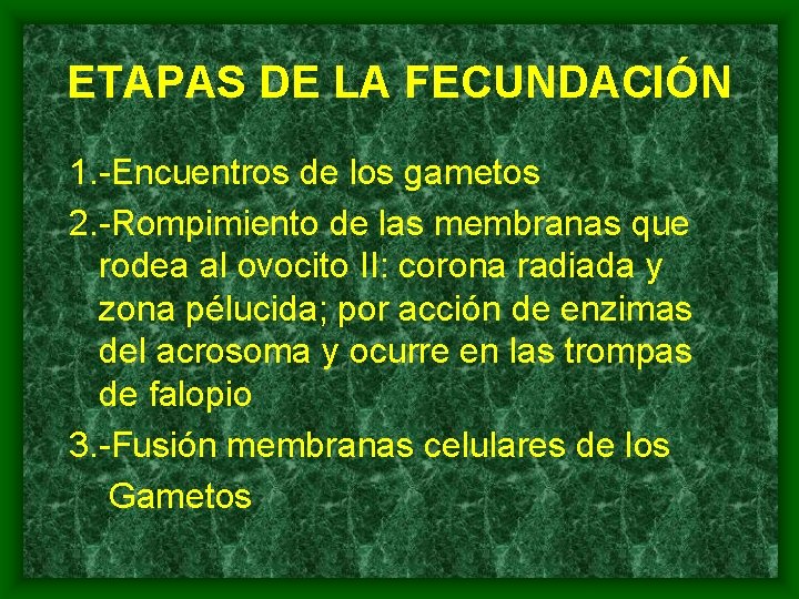 ETAPAS DE LA FECUNDACIÓN 1. -Encuentros de los gametos 2. -Rompimiento de las membranas