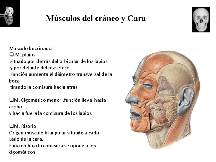 Músculos del cráneo y Cara Musculo buccinador q M. plano situado por detrás del