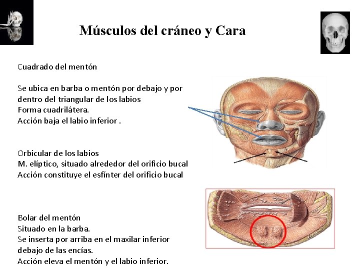 Músculos del cráneo y Cara Cuadrado del mentón Se ubica en barba o mentón