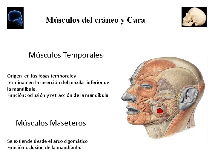 Músculos del cráneo y Cara Músculos Temporales: Origen en las fosas temporales terminan en