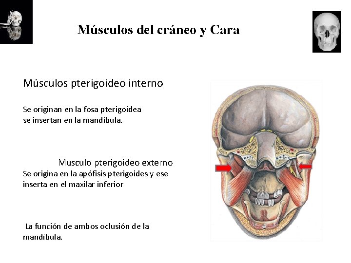 Músculos del cráneo y Cara Músculos pterigoideo interno Se originan en la fosa pterigoidea