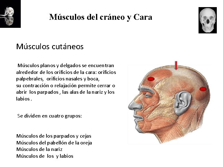 Músculos del cráneo y Cara Músculos cutáneos Músculos planos y delgados se encuentran alrededor