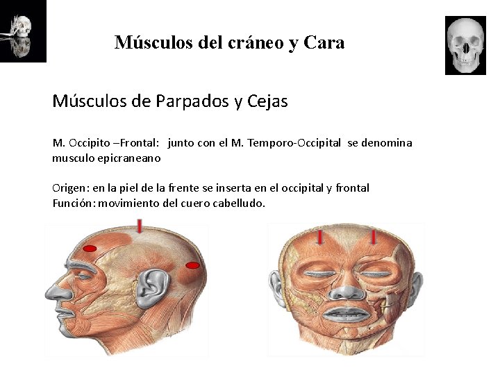 Músculos del cráneo y Cara Músculos de Parpados y Cejas M. Occipito –Frontal: junto