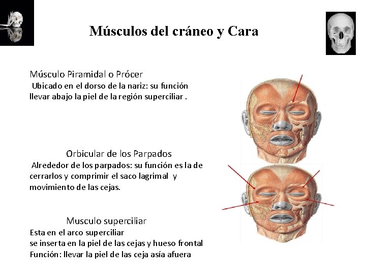 Músculos del cráneo y Cara Músculo Piramidal o Prócer Ubicado en el dorso de