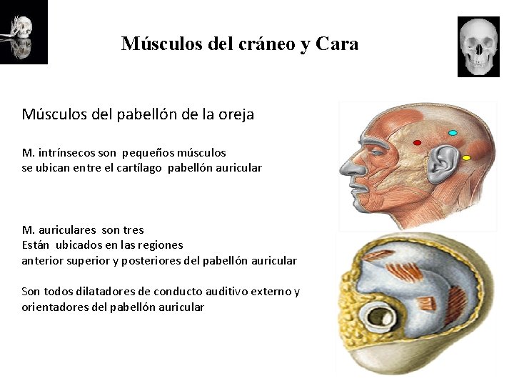 Músculos del cráneo y Cara Músculos del pabellón de la oreja M. intrínsecos son