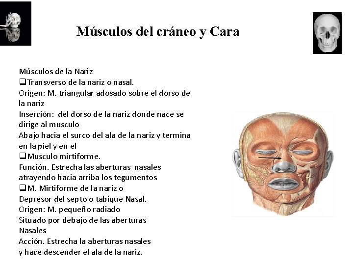 Músculos del cráneo y Cara Músculos de la Nariz q. Transverso de la nariz