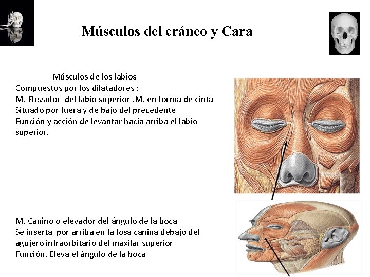 Músculos del cráneo y Cara Músculos de los labios Compuestos por los dilatadores :