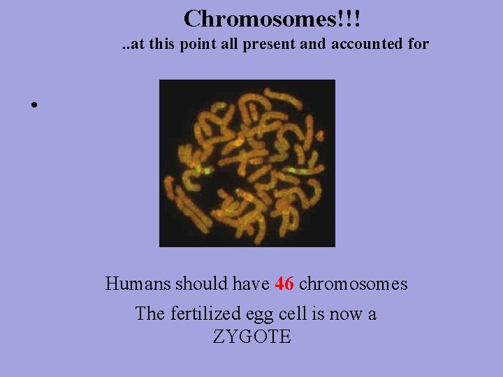 Chromosomes!!!. . at this point all present and accounted for • Humans should have
