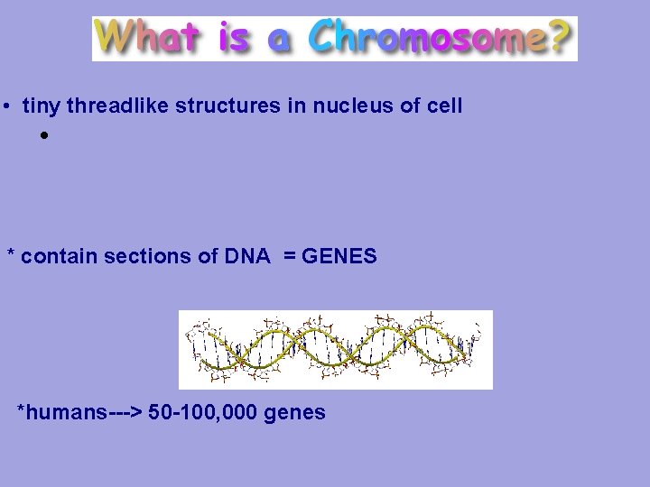  • tiny threadlike structures in nucleus of cell • * contain sections of