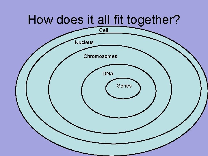 How does it all fit together? Cell Nucleus Chromosomes DNA Genes 