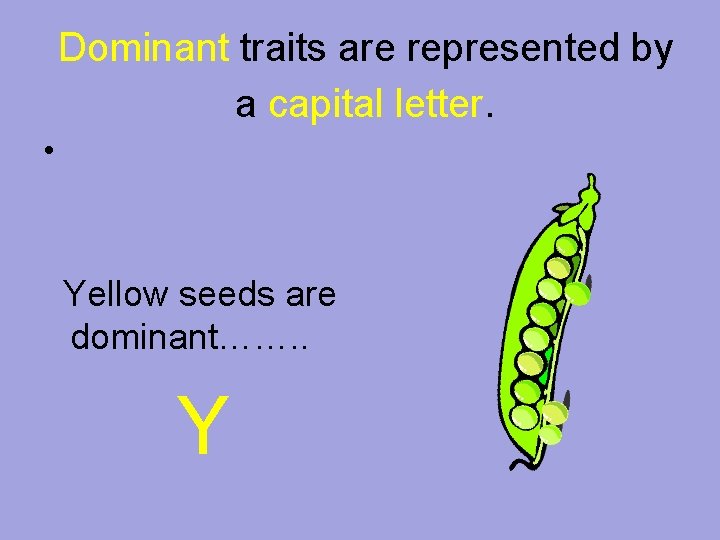 Dominant traits are represented by a capital letter. • Yellow seeds are dominant……. .