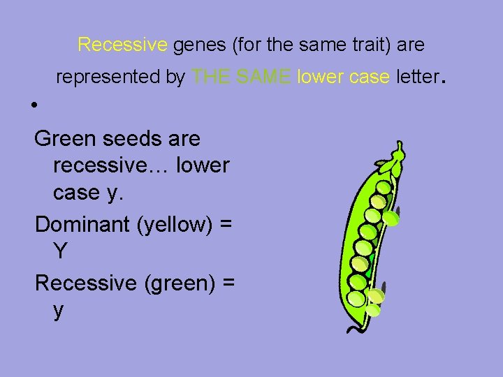 Recessive genes (for the same trait) are represented by THE SAME lower case letter.