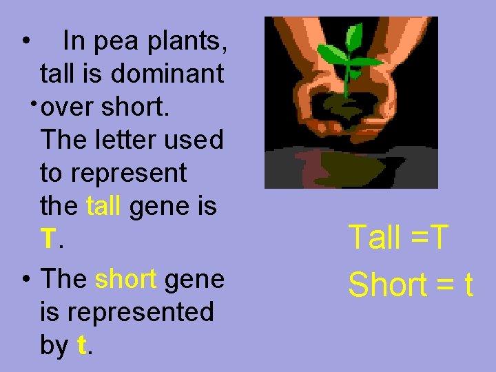  • In pea plants, tall is dominant • over short. The letter used