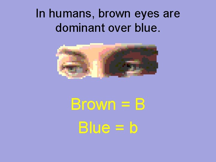 In humans, brown eyes are dominant over blue. Brown = B Blue = b