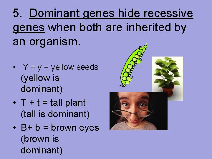 5. Dominant genes hide recessive genes when both are inherited by an organism. •