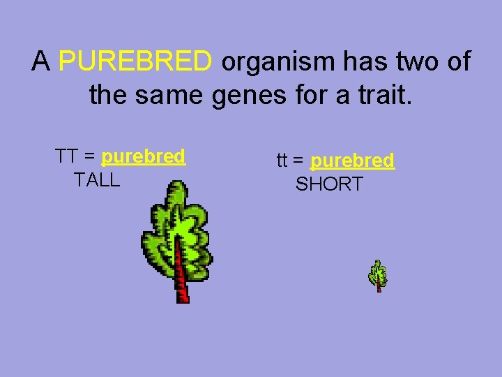 A PUREBRED organism has two of the same genes for a trait. TT =