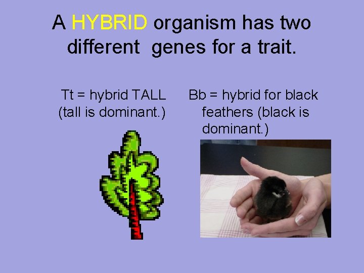 A HYBRID organism has two different genes for a trait. Tt = hybrid TALL