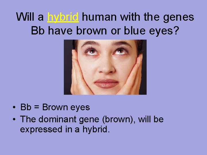 Will a hybrid human with the genes Bb have brown or blue eyes? •