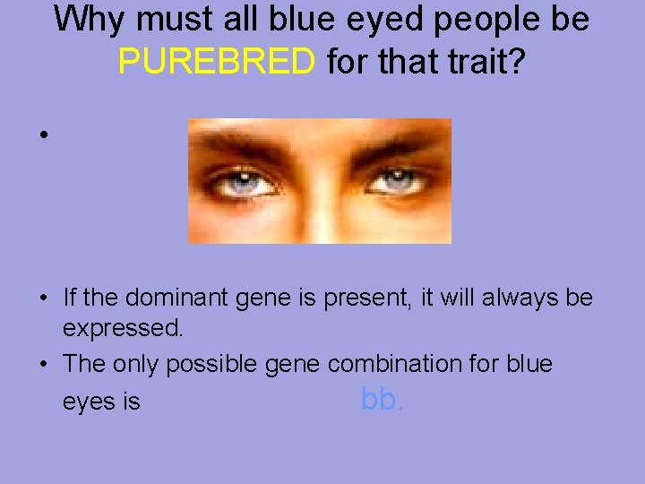 Why must all blue eyed people be PUREBRED for that trait? • • If