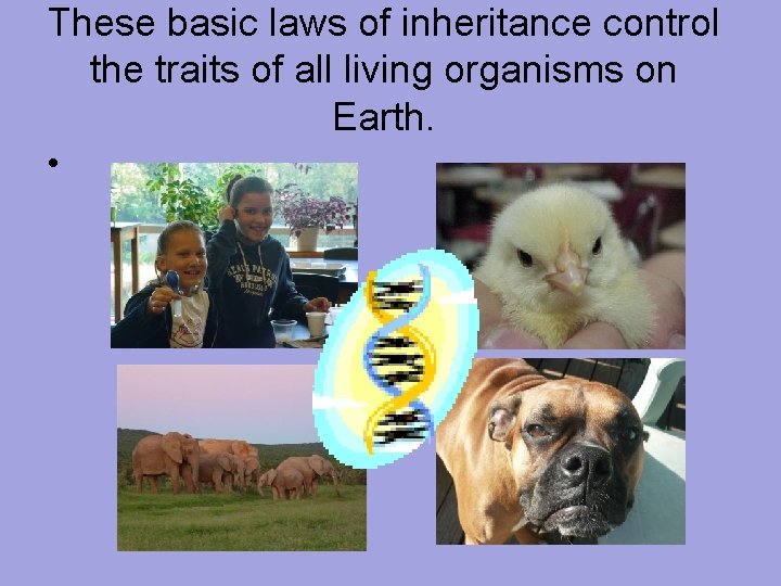These basic laws of inheritance control the traits of all living organisms on Earth.