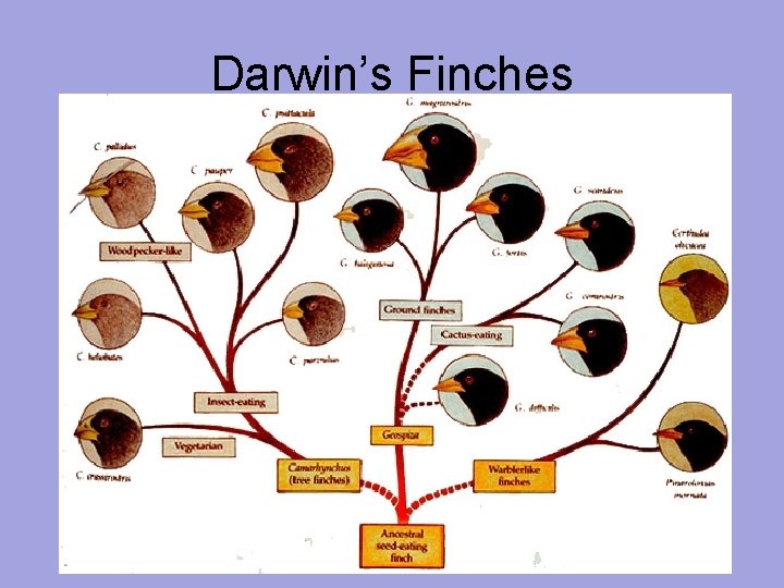 Darwin’s Finches 