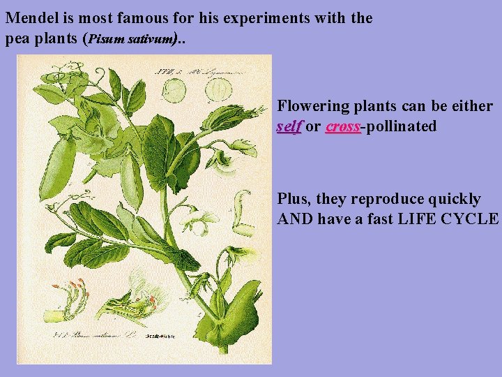 Mendel is most famous for his experiments with the pea plants (Pisum sativum). .