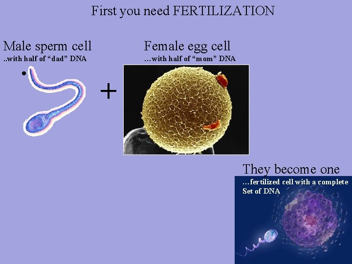 First you need FERTILIZATION Male sperm cell Female egg cell . . with half