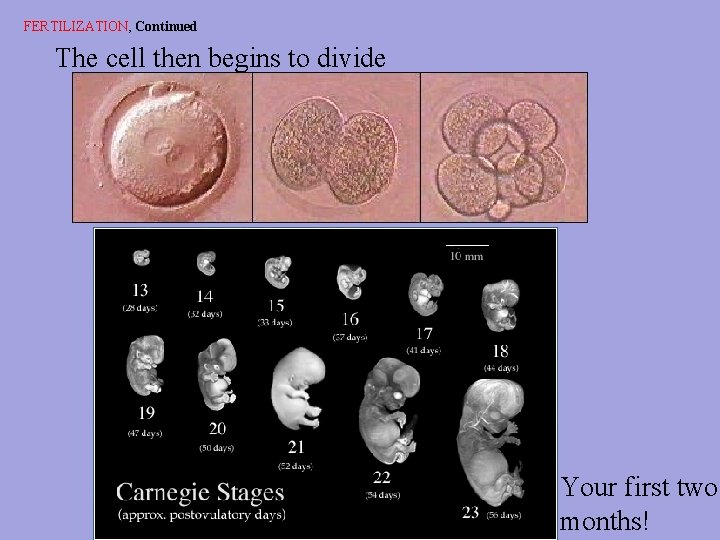 FERTILIZATION, Continued The cell then begins to divide Your first two months! 