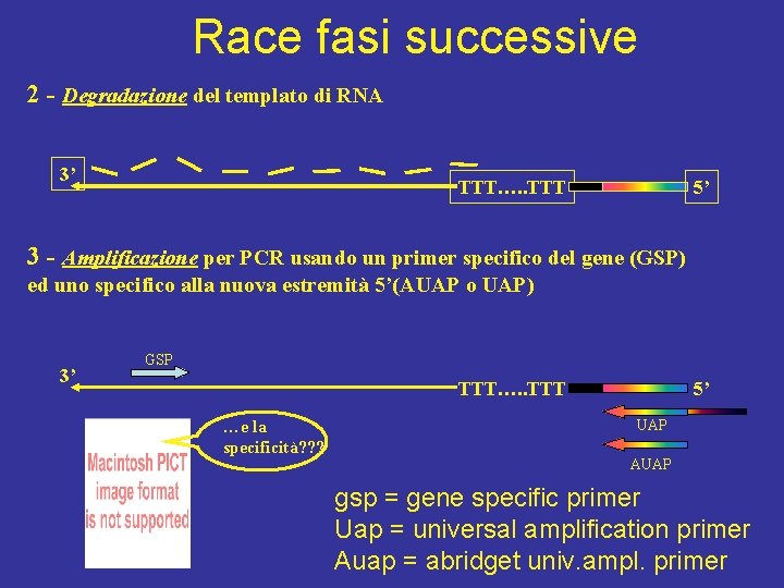 Race fasi successive 2 - Degradazione del templato di RNA 3’ TTT…. . TTT