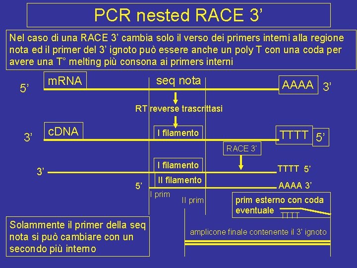 PCR nested RACE 3’ Nel caso di una RACE 3’ cambia solo il verso