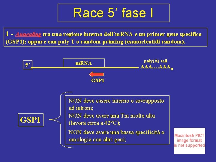 Race 5’ fase I 1 - Annealing tra una regione interna dell’m. RNA e