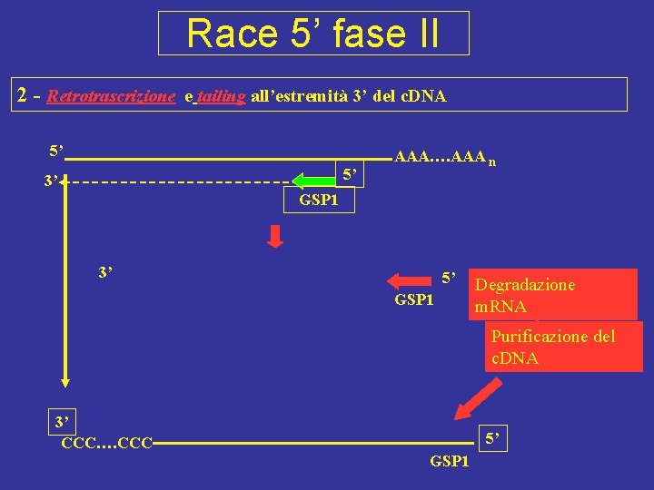 Race 5’ fase II 2 - Retrotrascrizione e tailing all’estremità 3’ del c. DNA