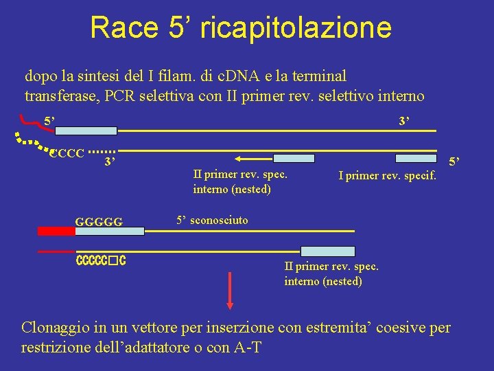 Race 5’ ricapitolazione dopo la sintesi del I filam. di c. DNA e la