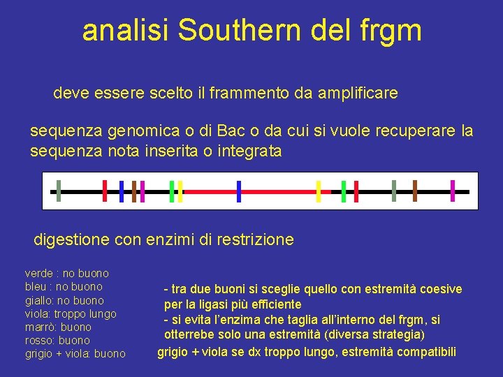 analisi Southern del frgm deve essere scelto il frammento da amplificare sequenza genomica o