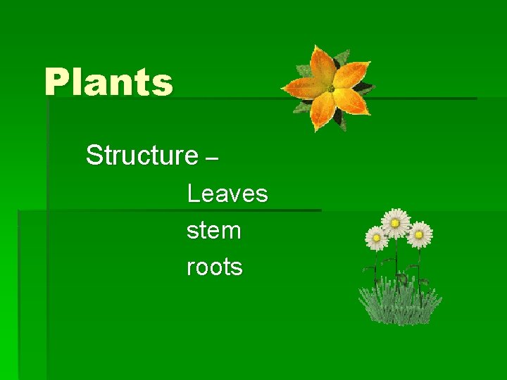Plants Structure – Leaves stem roots 